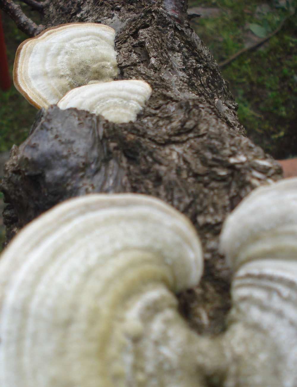 strano fungo (Trametes hirsuta)